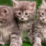 3 kittens
