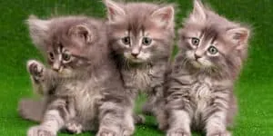 3 kittens