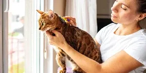Bengal cat groomed by woman