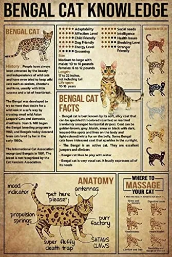 Bengal cat groomed by woman