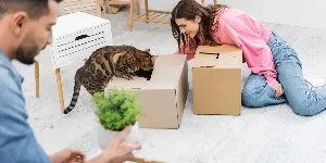 Bengal cat investigating box