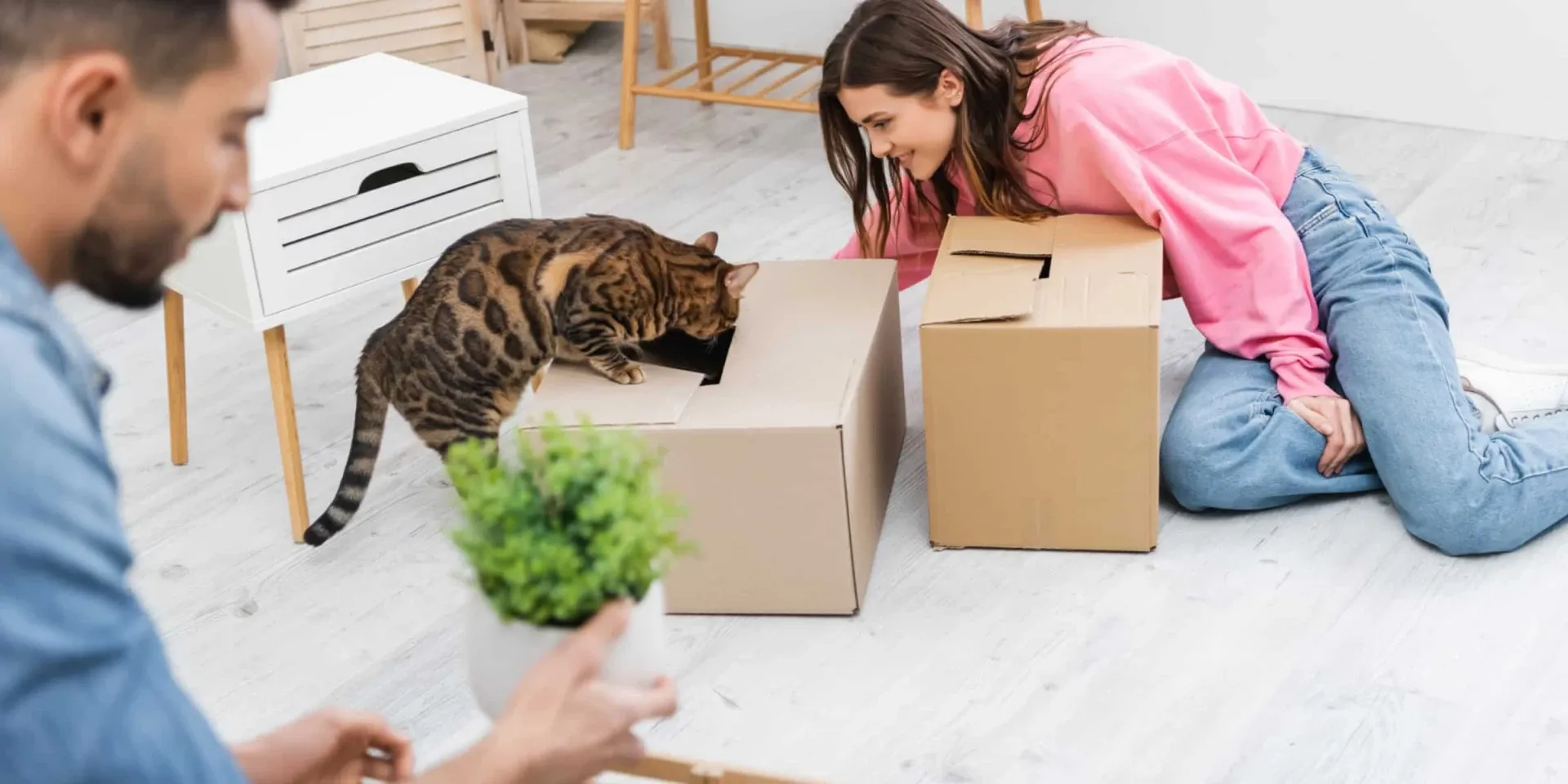 Bengal cat investigating box