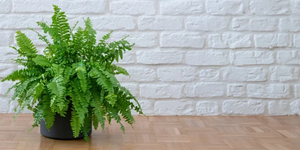 Boston Fern