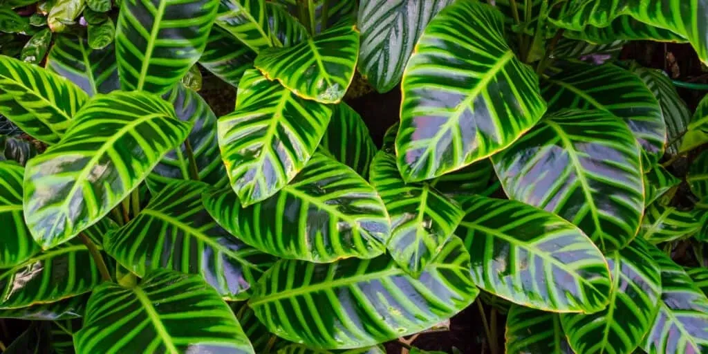 Calathea