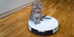 Cats Ride Roomba