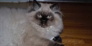 Fat Himalayan Cat