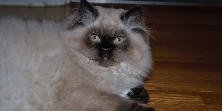 Fat Himalayan Cat