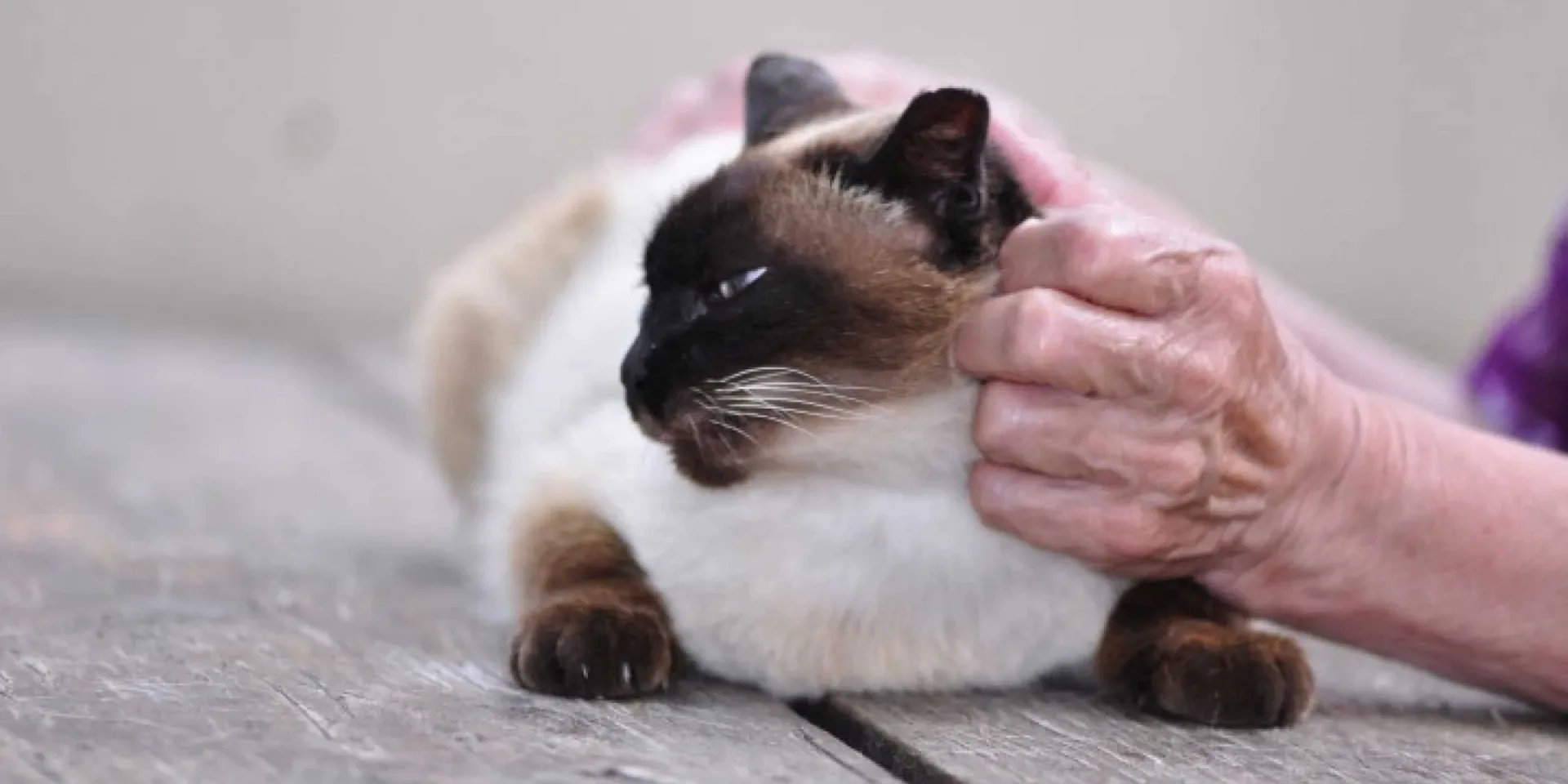 Himalayan Cat being held