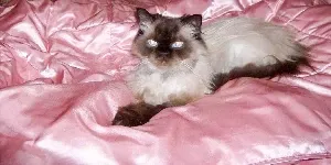 Himalayan Cat on bed quilt