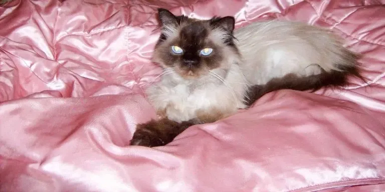 Himalayan Cat on bed quilt
