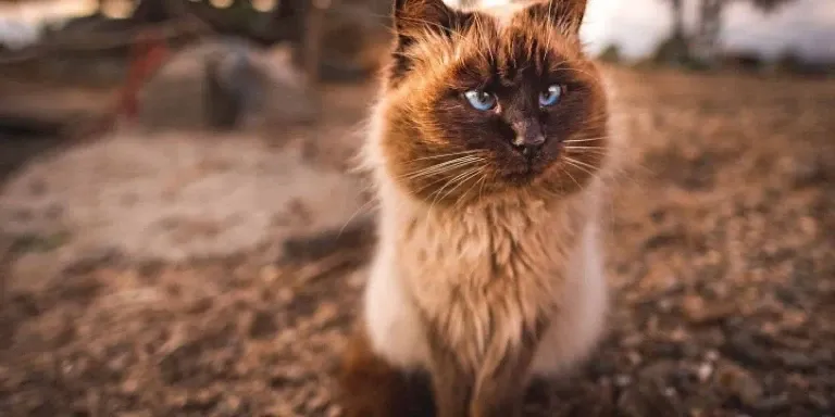 Himalayan Cat outdoors alone