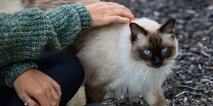 Himalayan Cat outdoors with woman
