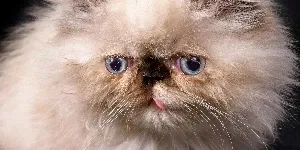 Himalayan Cat tongue out