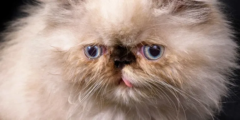 Himalayan Cat tongue out