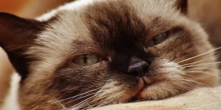 Himalayan cat face close up