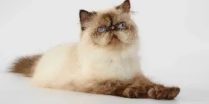 Himalayan cat sat down