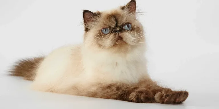 Himalayan cat sat down