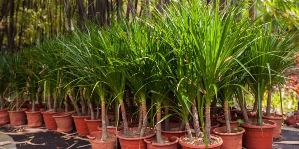 Kentia Palm