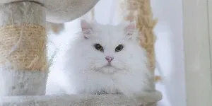 Persian Cats on cat tree