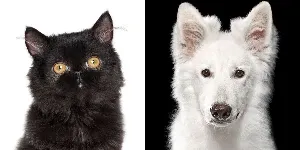 Persian cat and dog