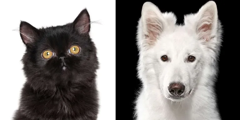 Persian cat and dog