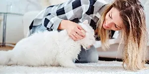 Persian cat and woman