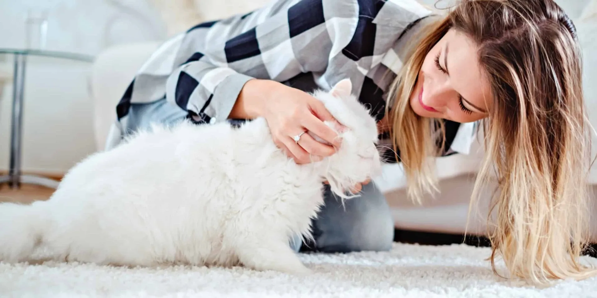 Persian cat and woman