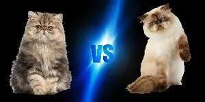 Persian vs Himalayan Cat