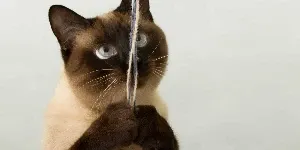 Siamese Cat playing with string