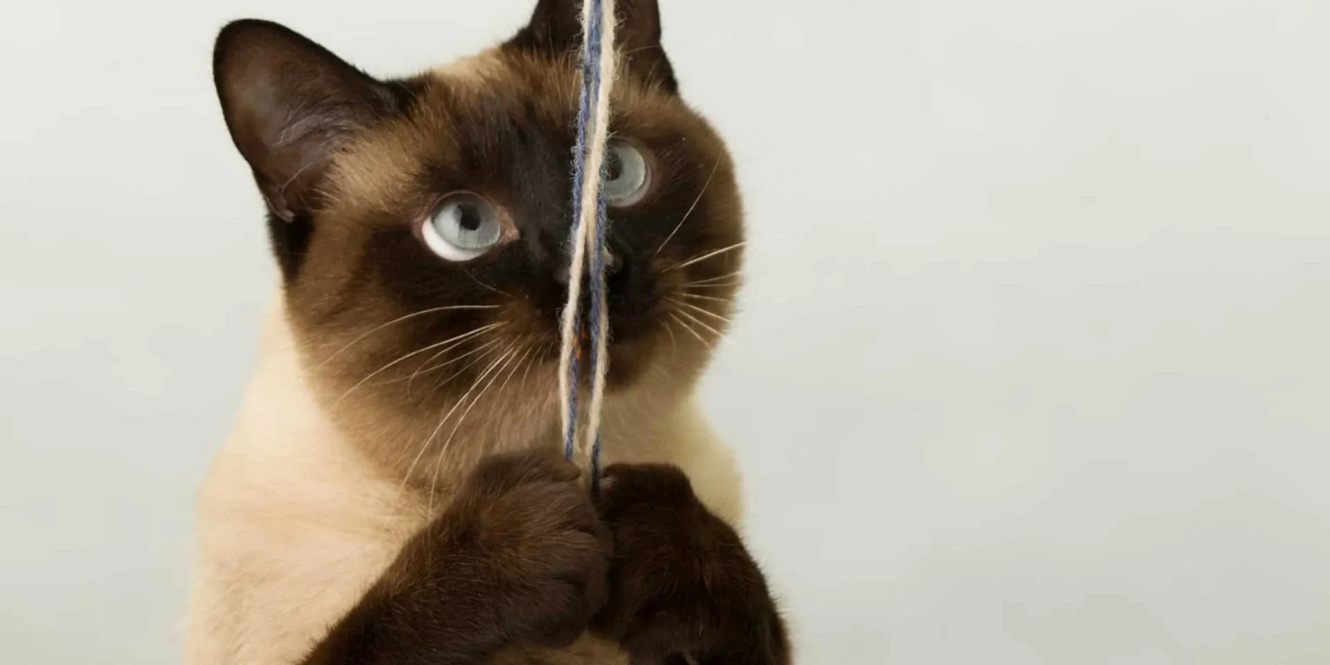Siamese Cat playing with string