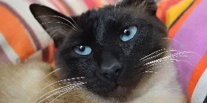 Siamese Cat with black face blue eyes