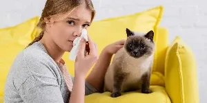 Siamese cat and crying woman