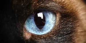 Siamese cat eye close up