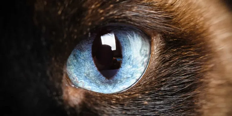 Siamese cat eye close up