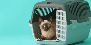 Siamese cat in travel case