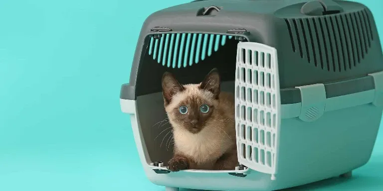 Siamese cat in travel case