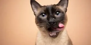 Siamese cat licking own face