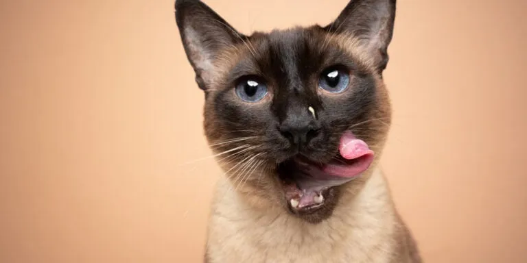 Siamese cat licking own face