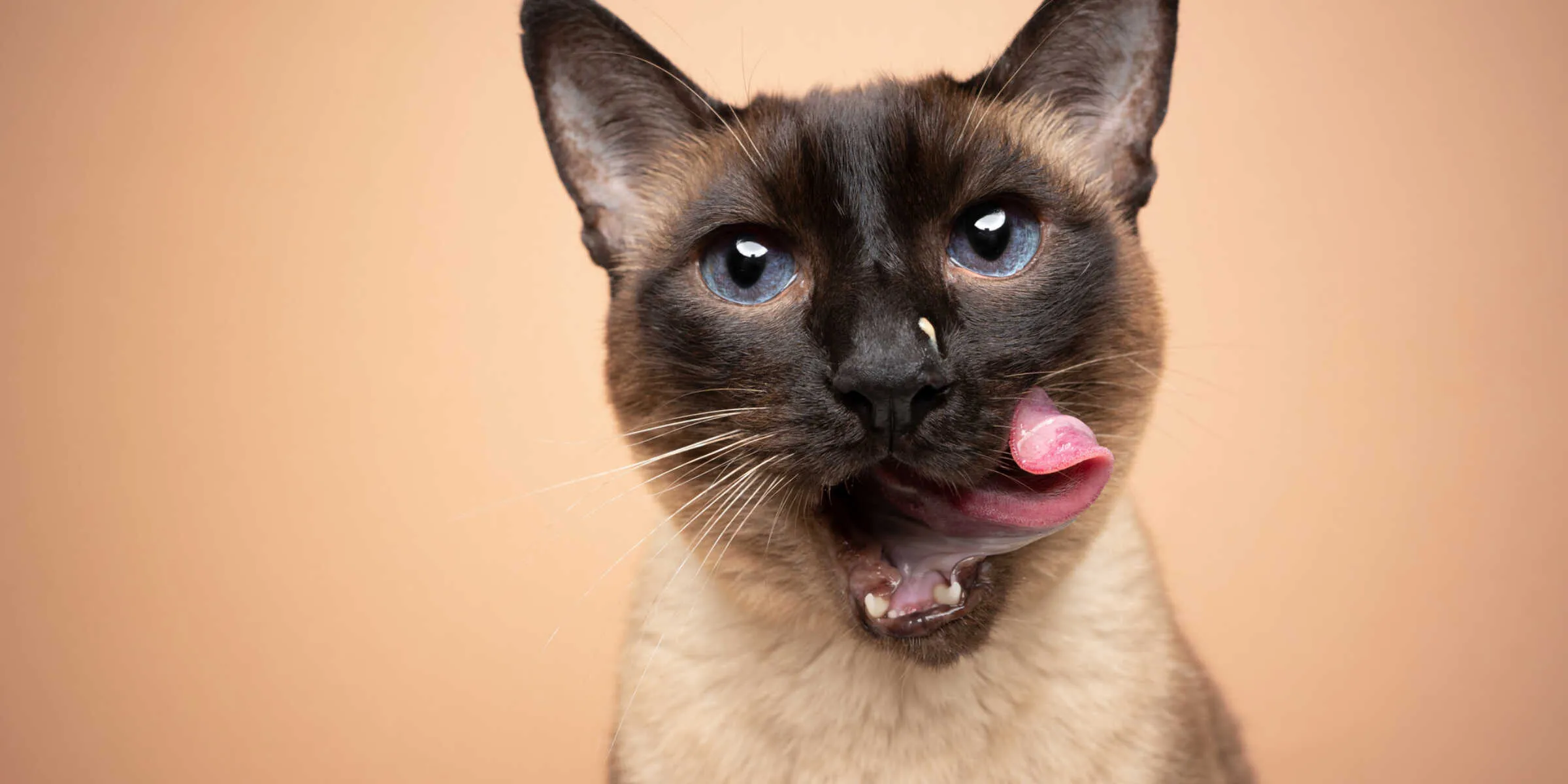 Siamese cat licking own face
