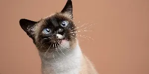 Siamese cat looking curious