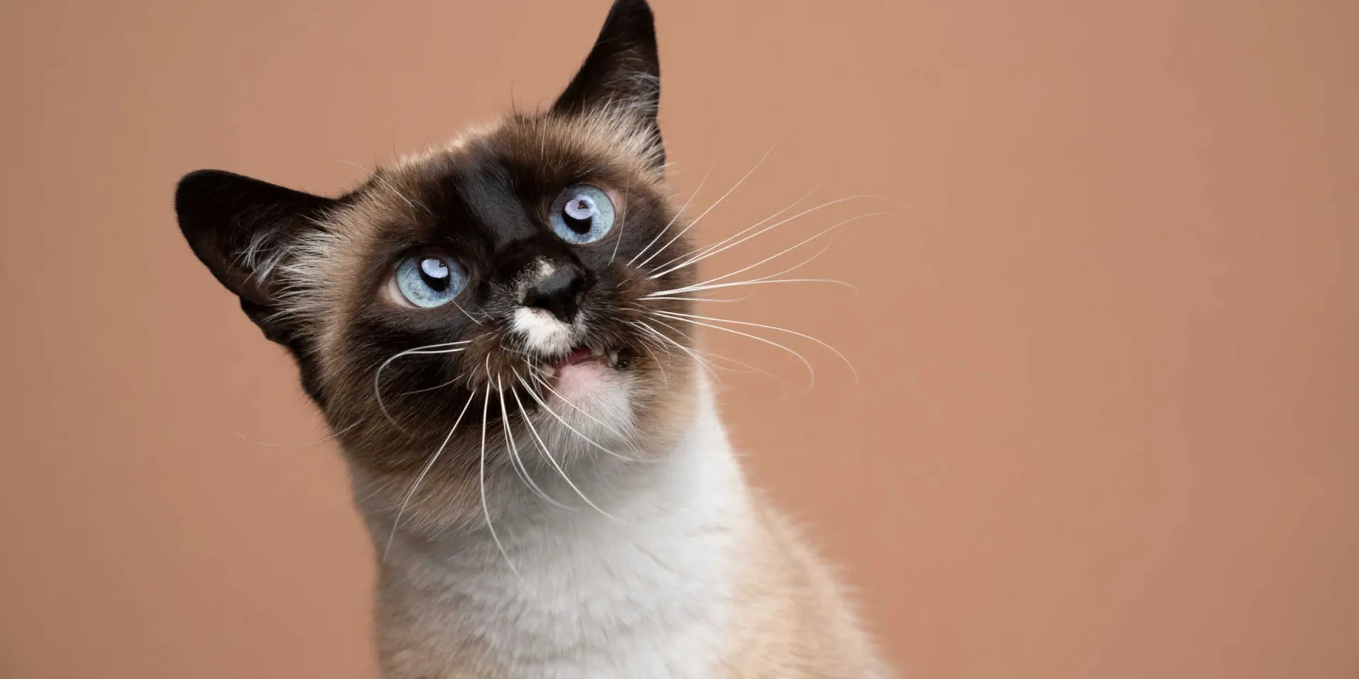 Siamese cat looking curious