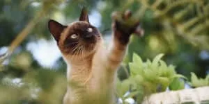 Siamese cat pawing at tree