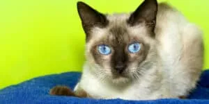 Siamese cat staring