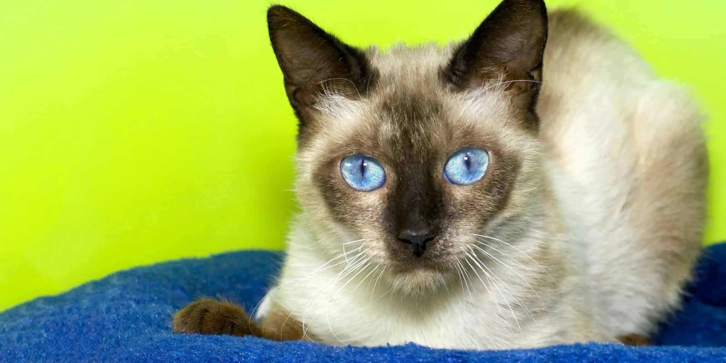 Siamese cat staring