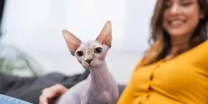 Sphynx Cat and woman
