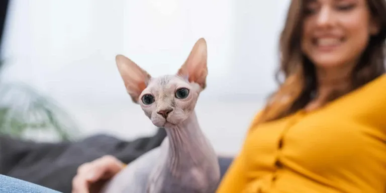 Sphynx Cat and woman