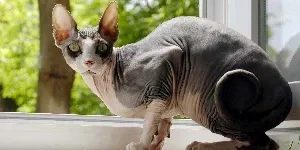 Sphynx Cat by an open window