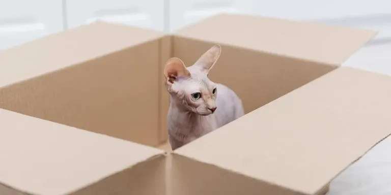 Sphynx Cat in cardboard box
