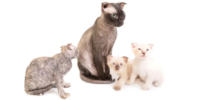 Sphynx cat family