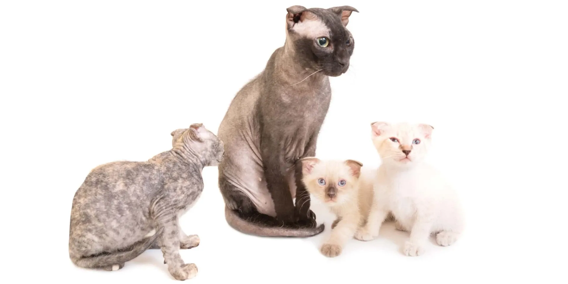 Sphynx cat family
